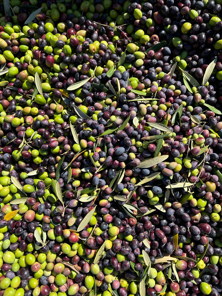 2022 Olive Oil Harvest is Ready! And already sold out- February 2023