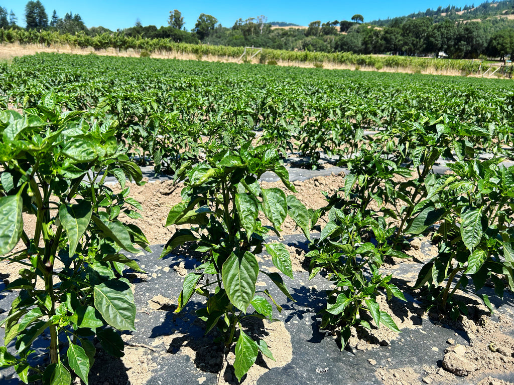 Summer Farming Woes and Delicious Salsa - August 2023