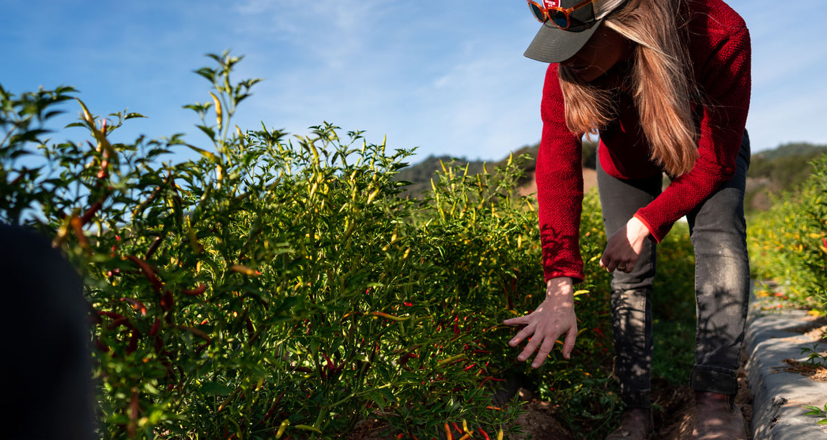 Boonville Barn Collective CA Grown chiles