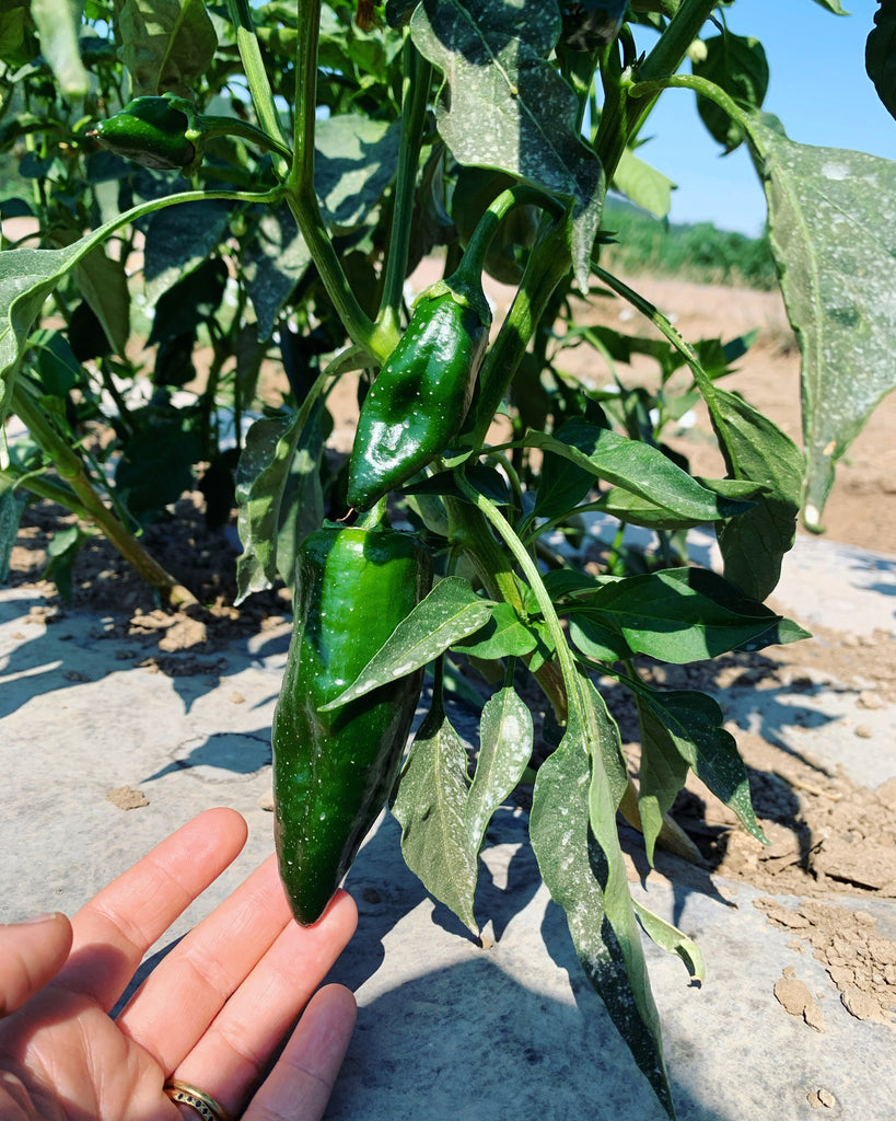 chiles in field