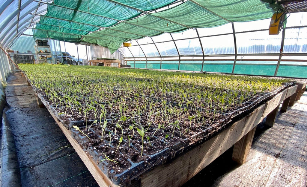 plant starts in greenhouse