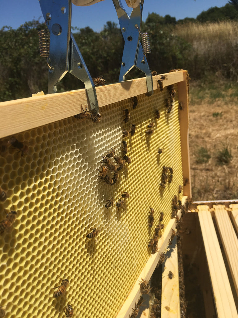 bees on frame