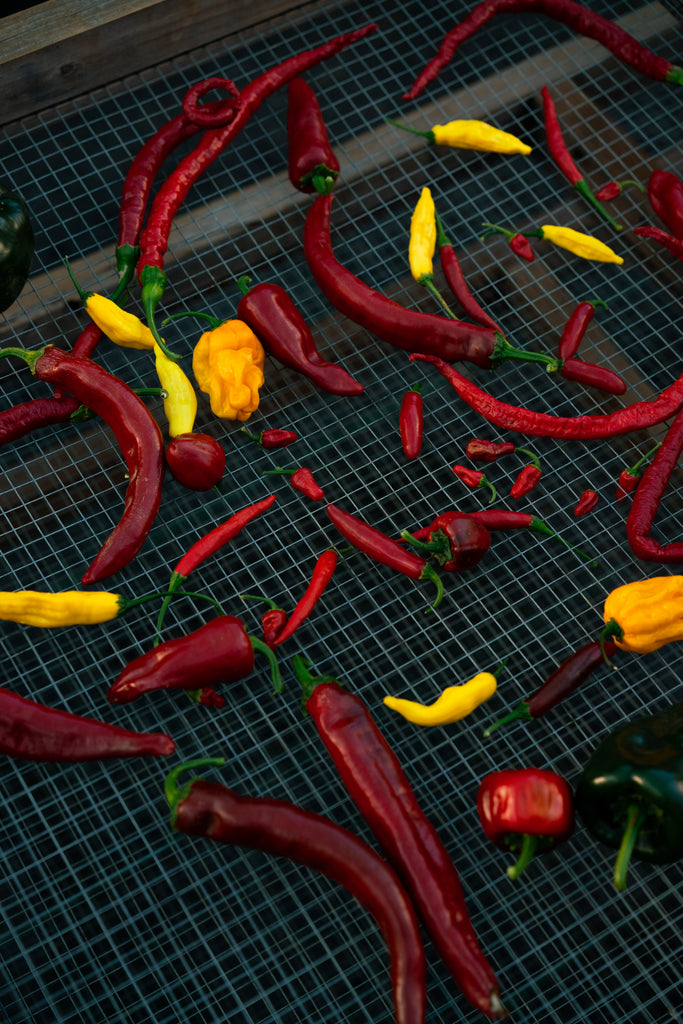 fresh chiles on a screen