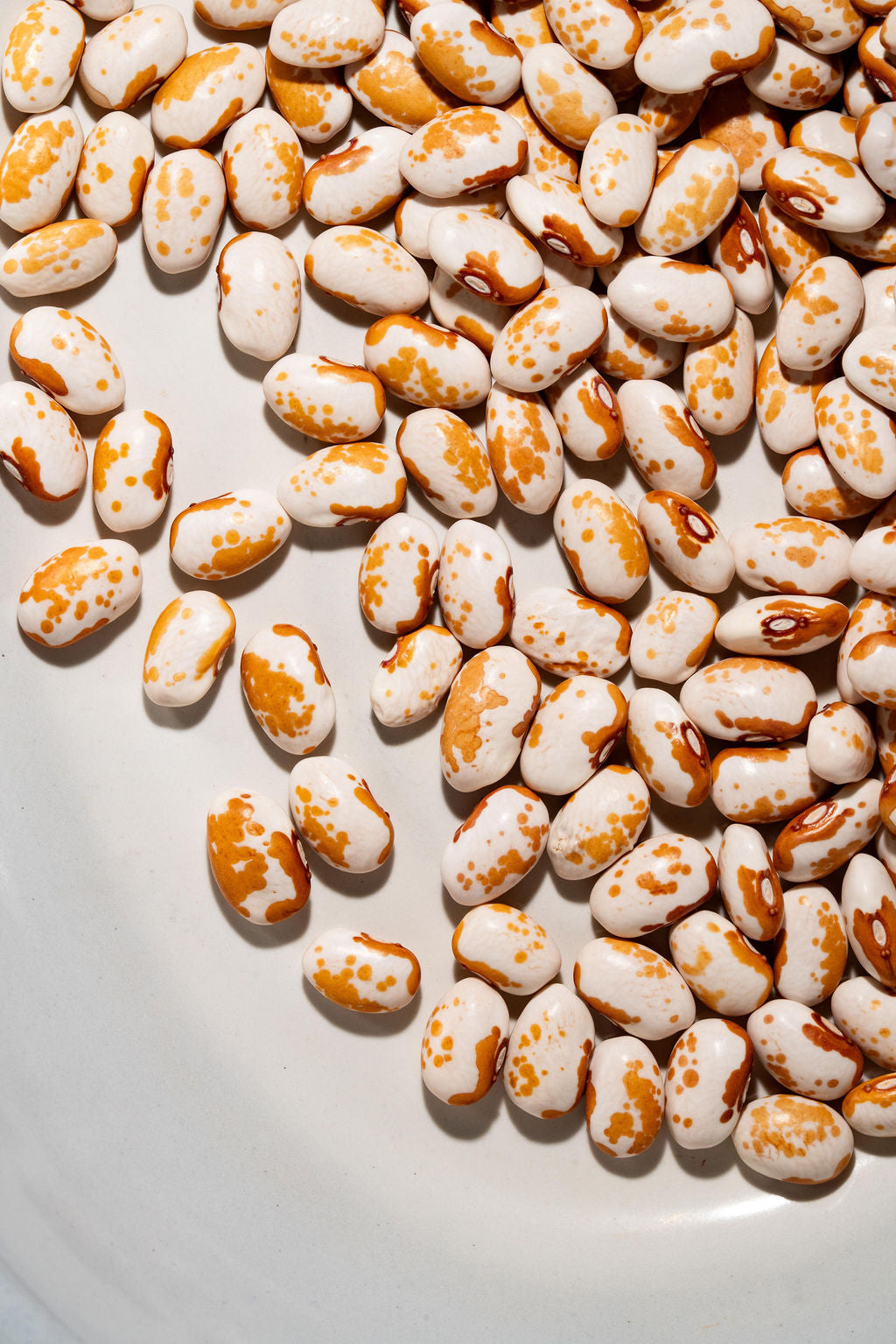 パーツ fuki beans Organic Refried Black Beans (15 oz) | La Preferida
