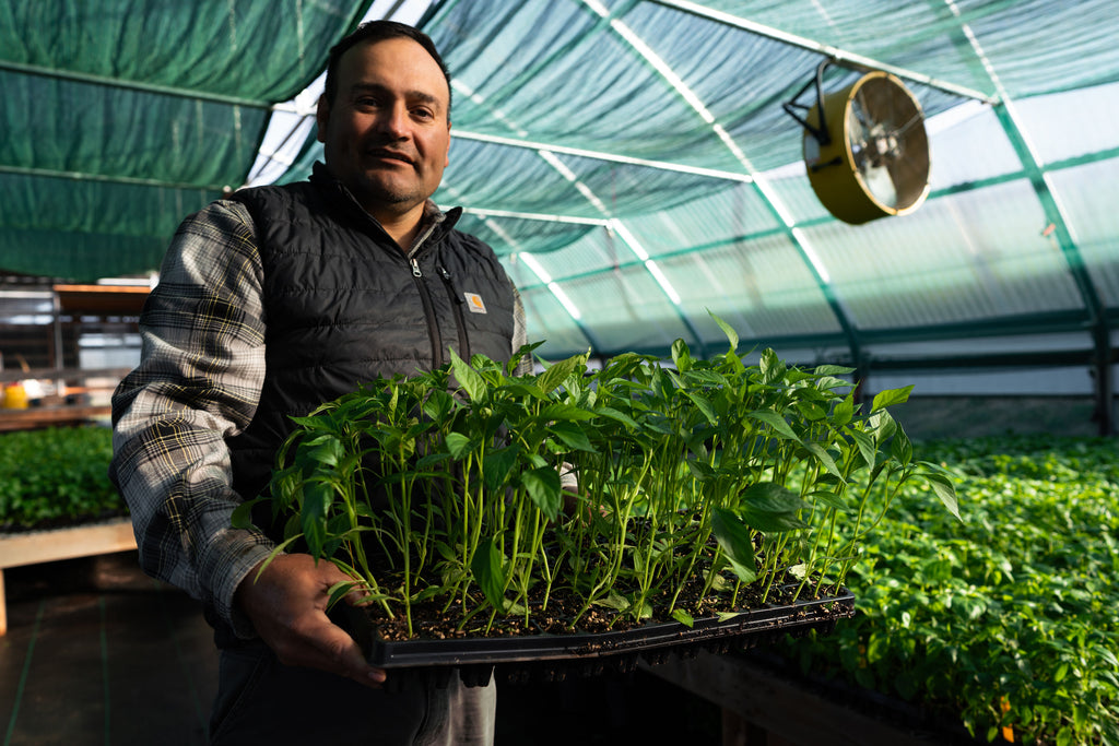 man holding flat of chile starts