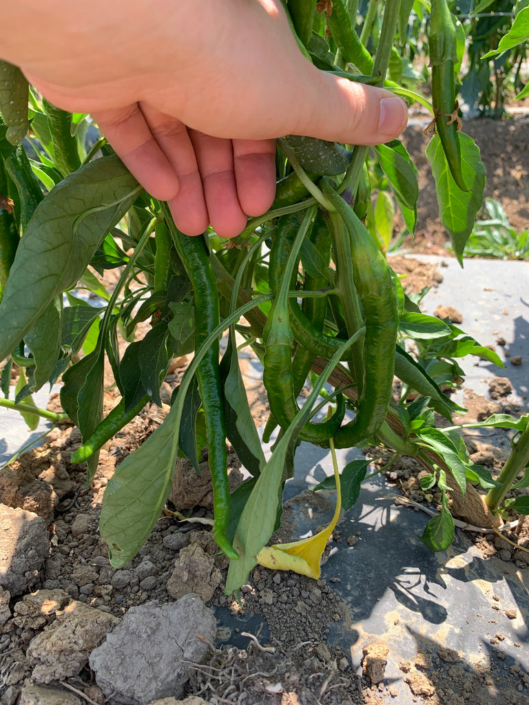 hand showing off chile plant