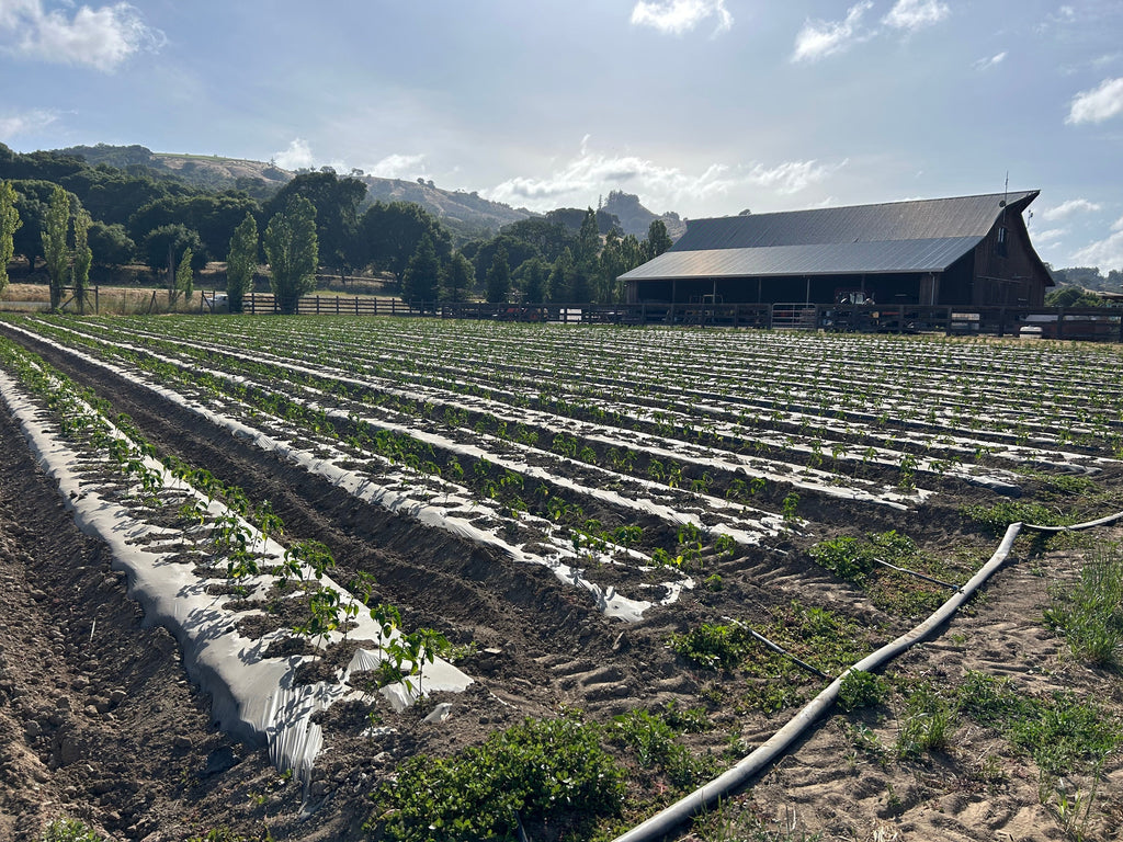 Our Favorite Chiles for Summer - June 2025