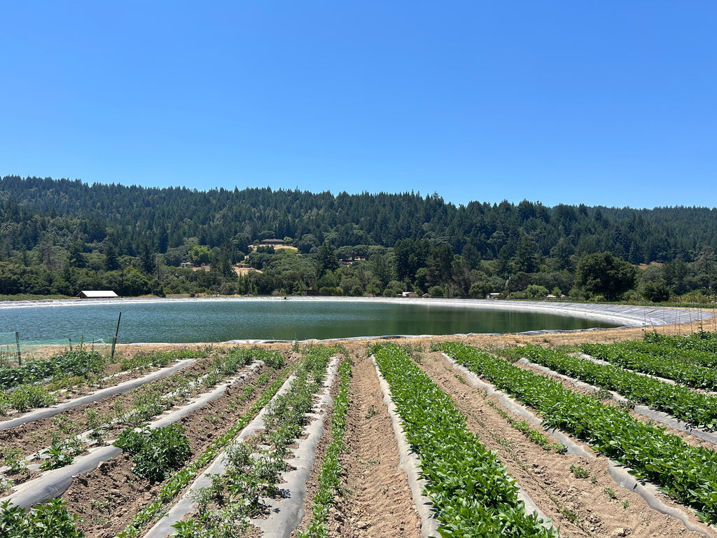 full irrigation pond