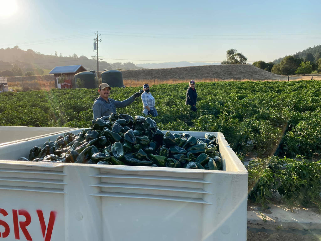 man harvesting poblano chiles into bin