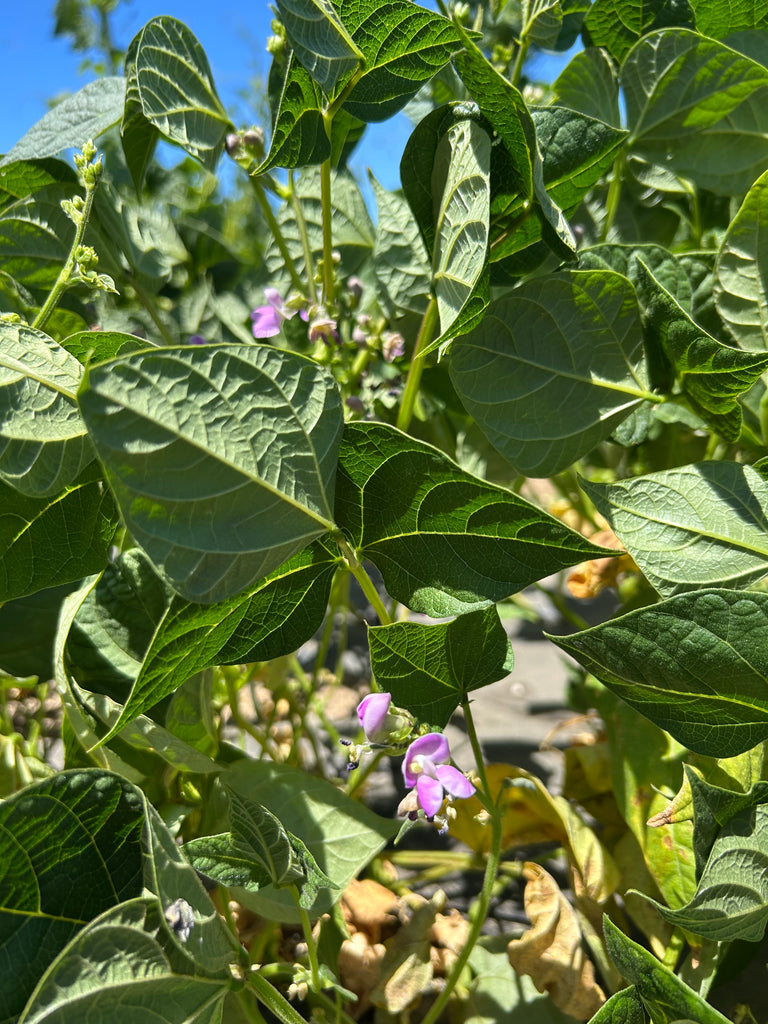 anazape bean flowers