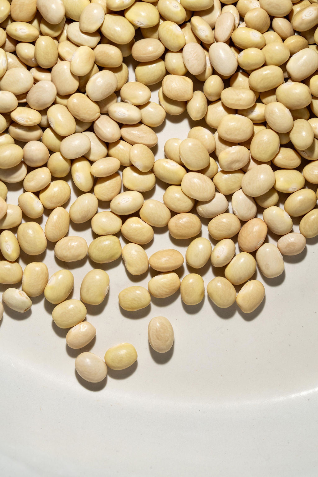 パーツ fuki beans Zolfini Beans – Boonville Barn Collective