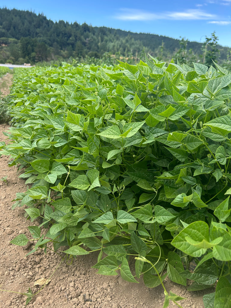 Row of green bean plants growing in a field with a clear blue sky.