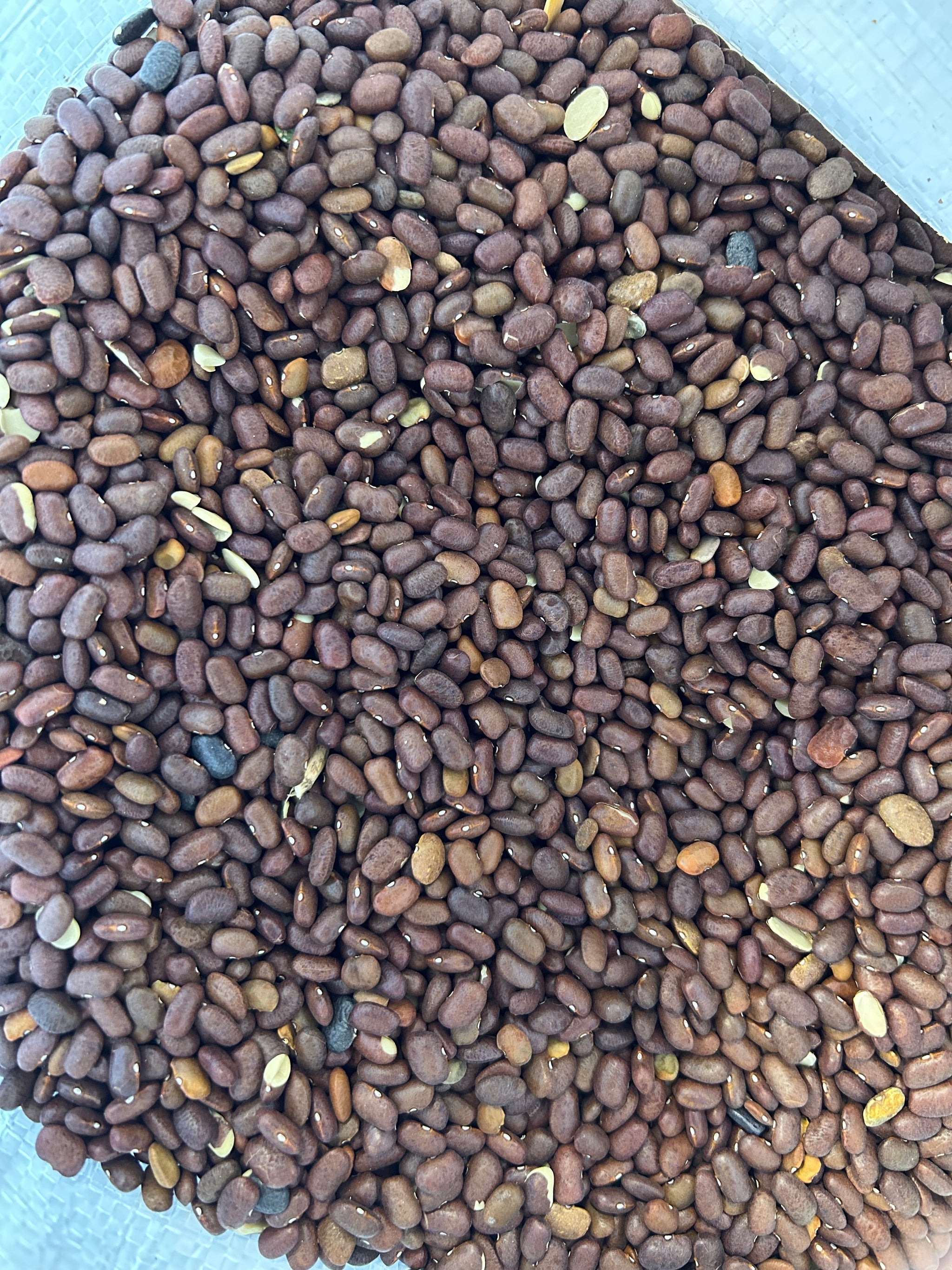Brown Tepary Beans – Boonville Barn Collective