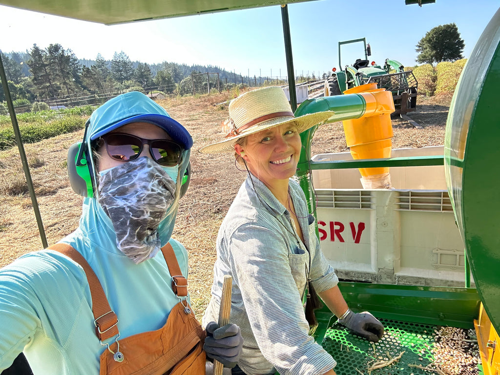 two people cleaning beans
