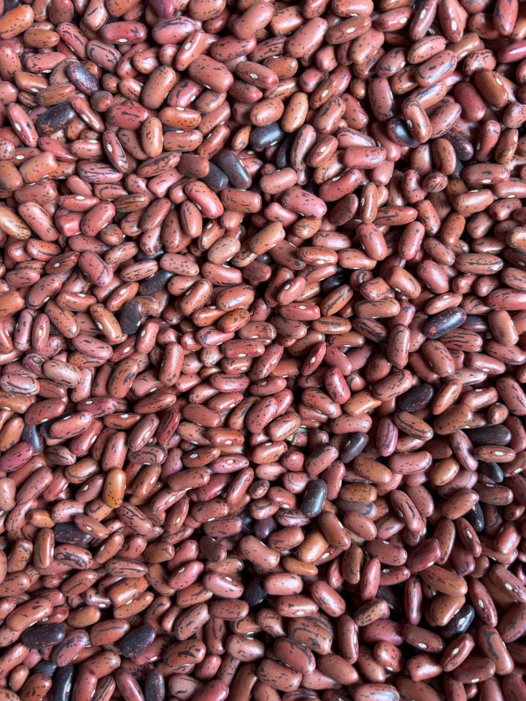 rosso di lucca beans