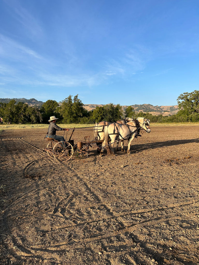 planting beans with horses
