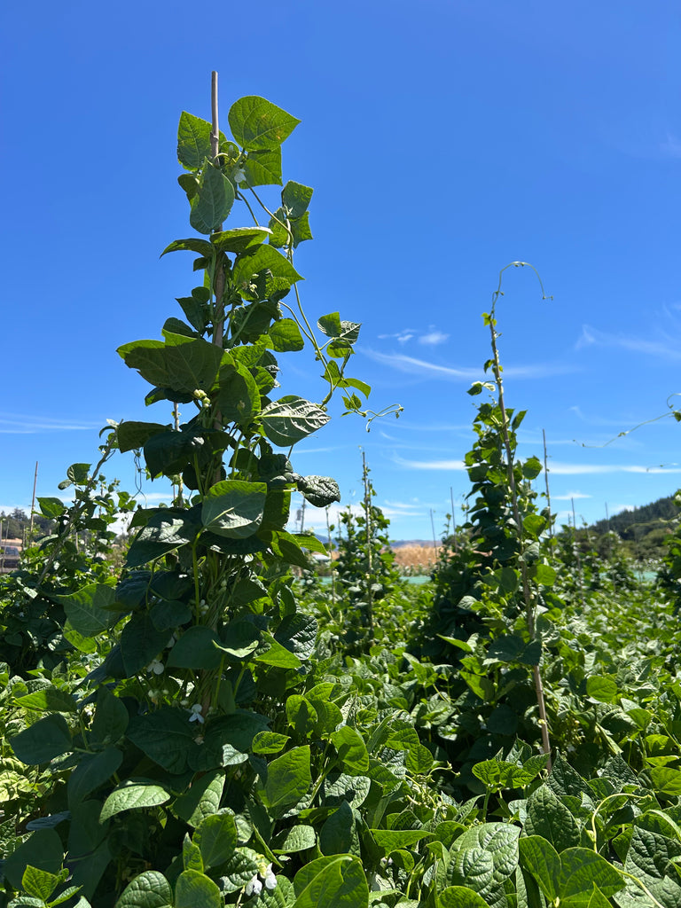 sorana beans growing