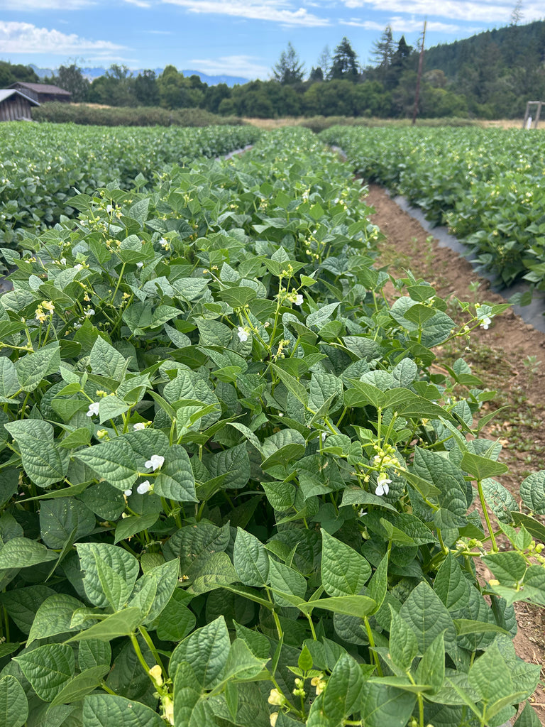 Green bean plants growing in a field with a clear sky and trees in the background.