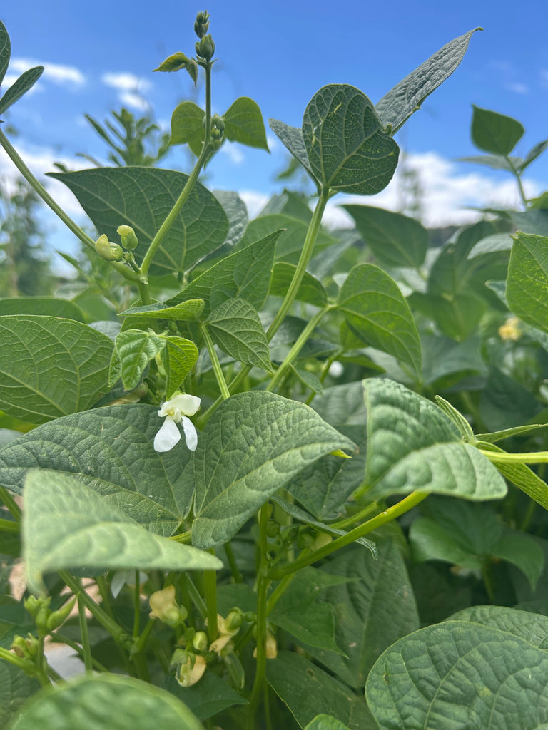southwest gold bean flower
