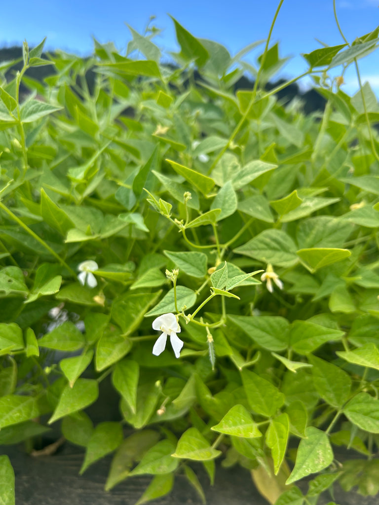 Green plant with small white flowers against a blue sky