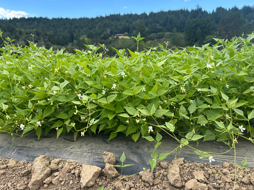 Green plants growing on a black plastic mulch with a forest in the background