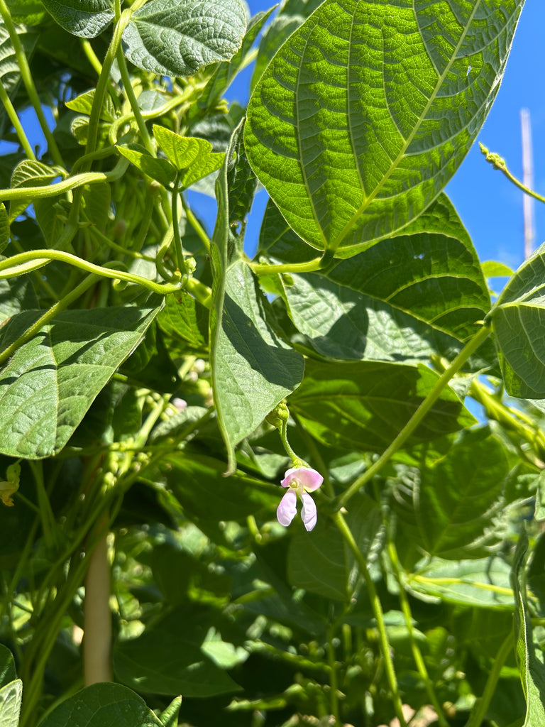 tolosa beans flowering