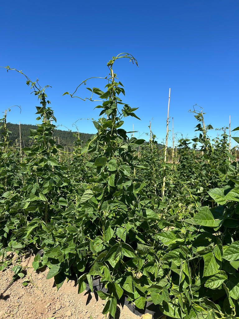 tolosa beans growing