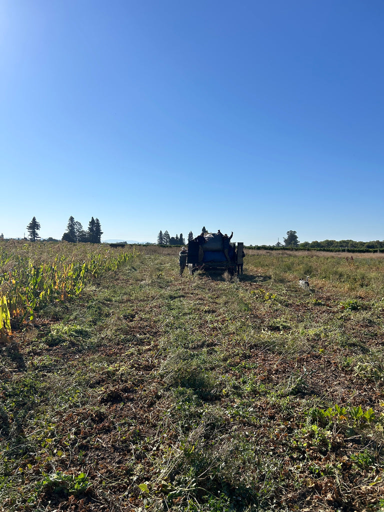 harvested field