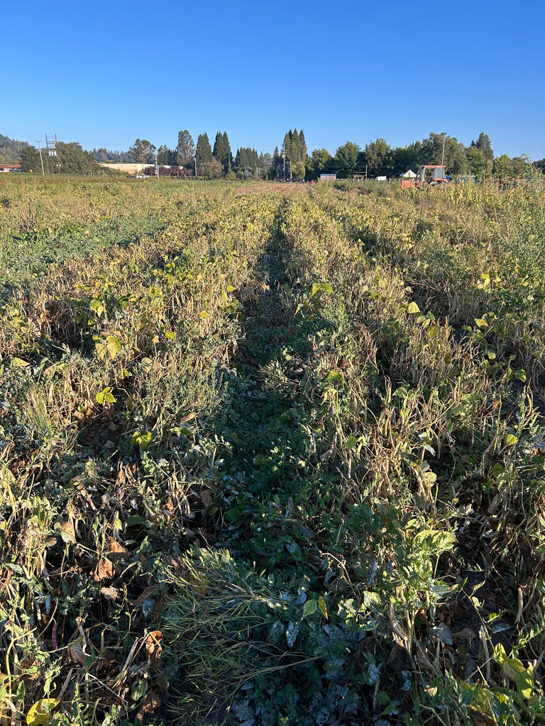 beans in field