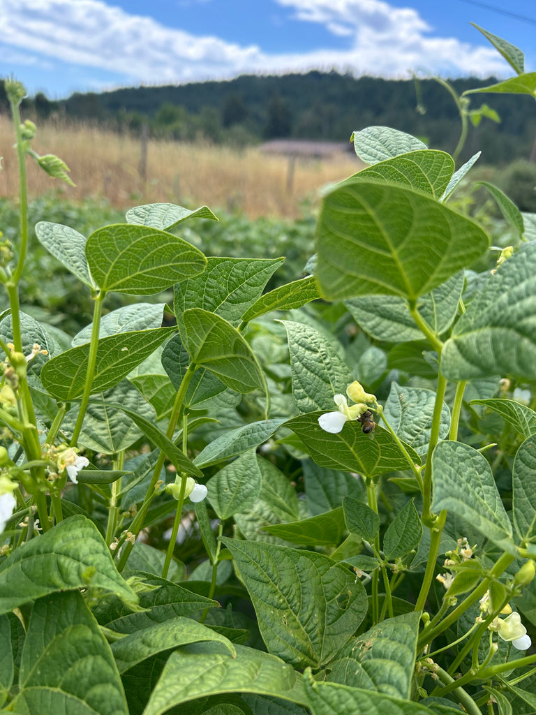 Close-up of green leaves with small white flowers in a garden setting.