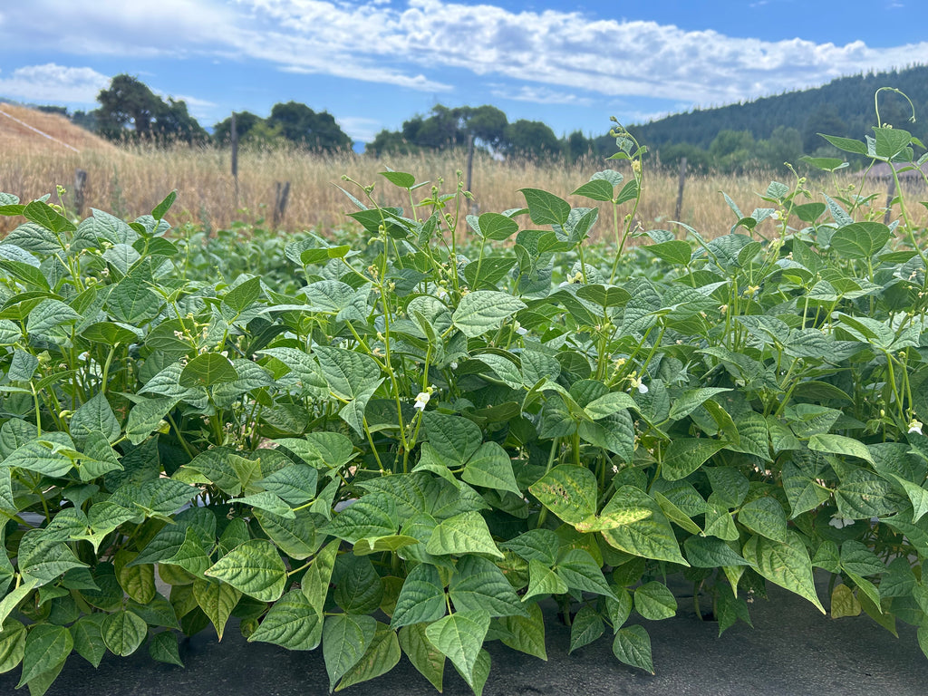 Field of green plants with a clear sky and hills in the background