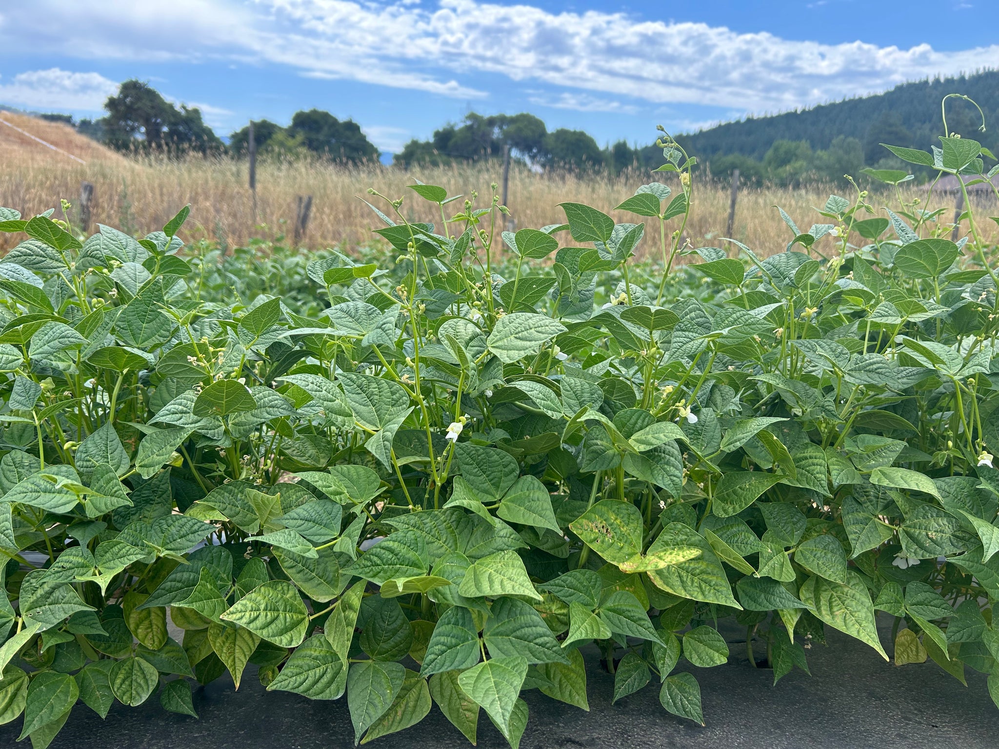 Zolfini Beans – Boonville Barn Collective