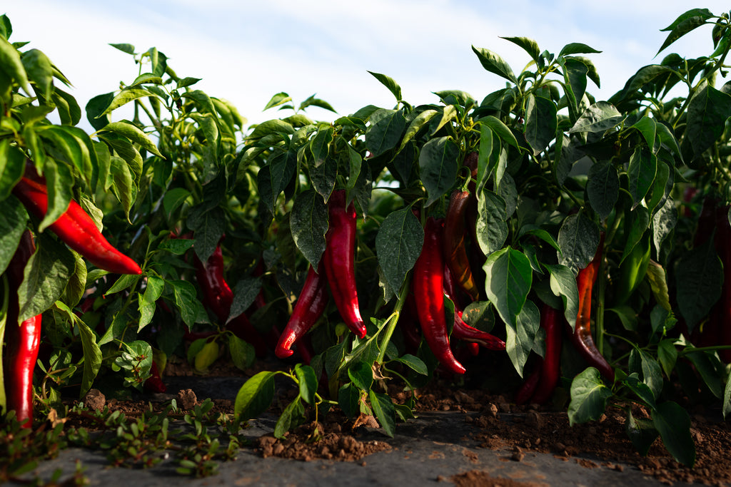 guajillo chile peppers on plants