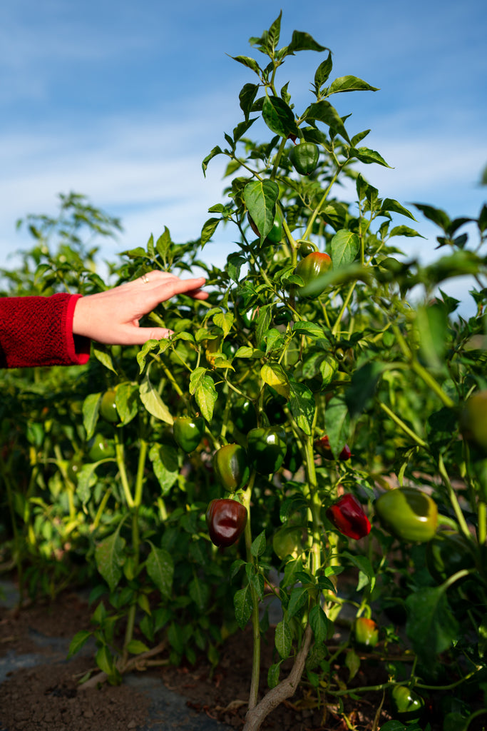 cascabel chile peppers growing on the plant