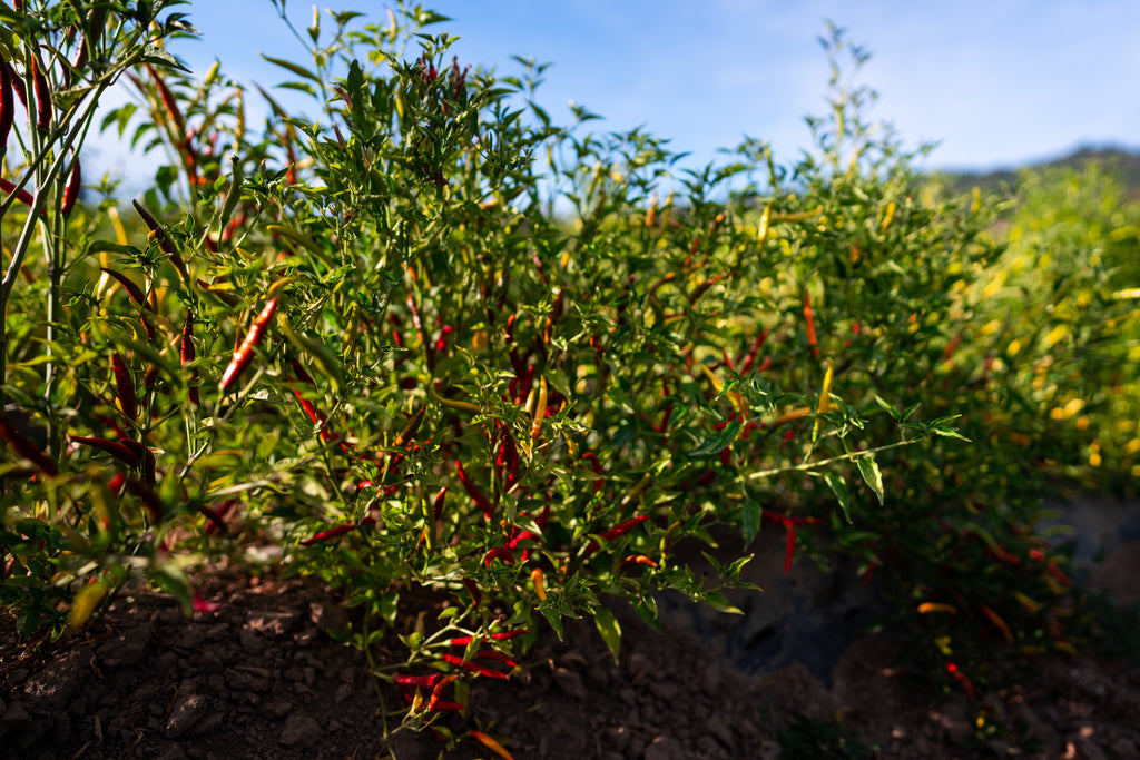 yahualica chile de arbol pepper plants