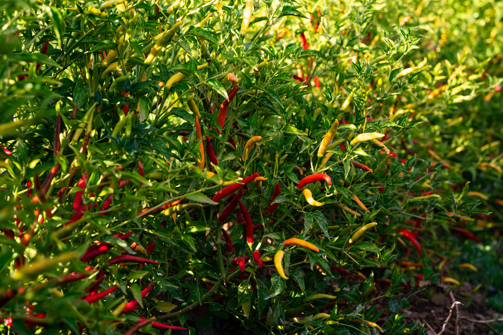 yahualica chile de arbol pepper plants