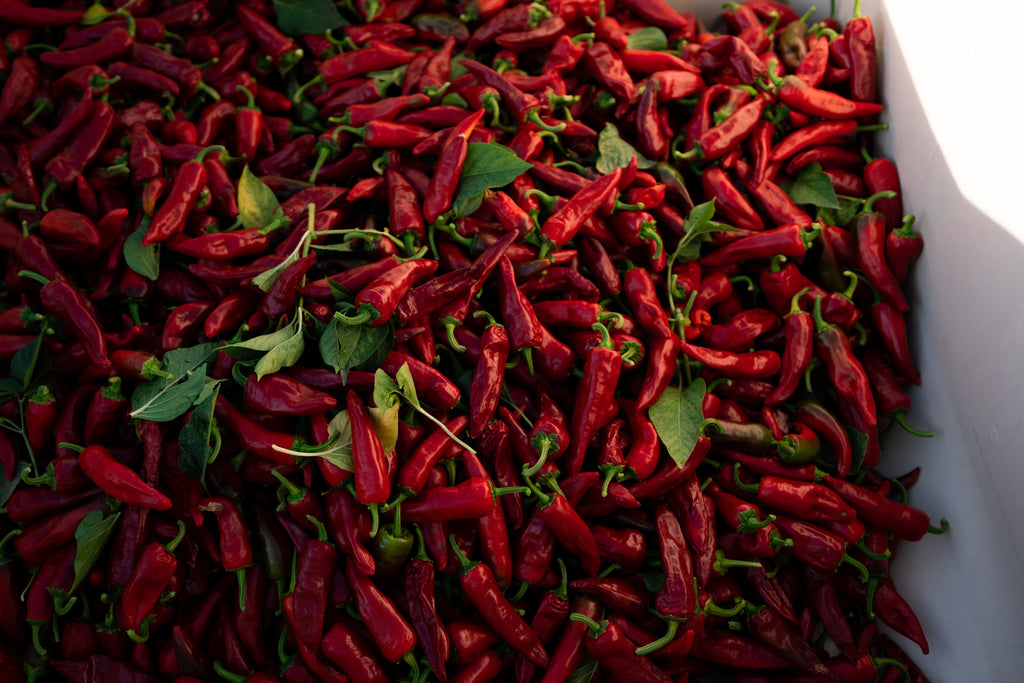 espelette chiles in a bin