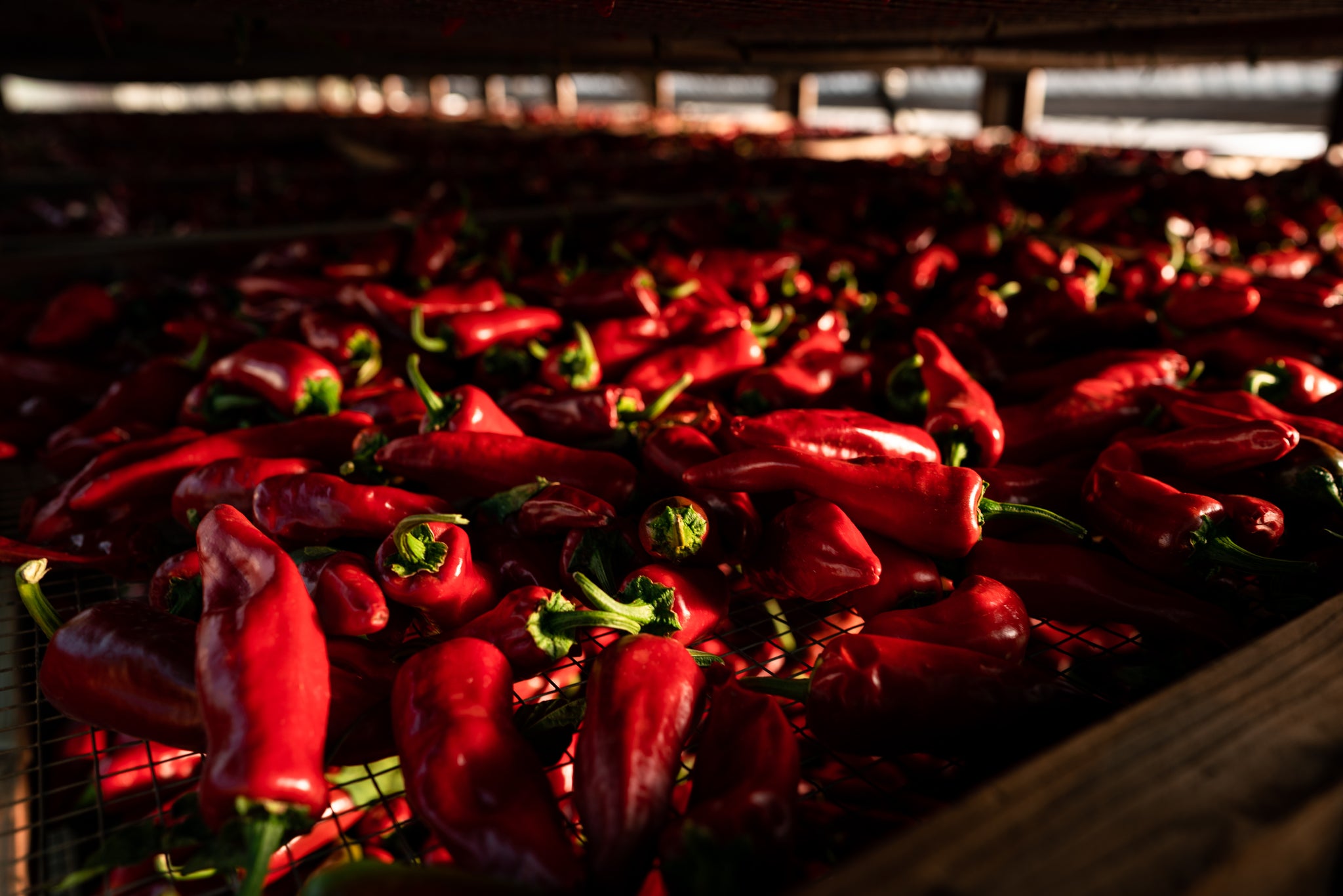 Piment d'Ville Bulk Pack – Boonville Barn Collective