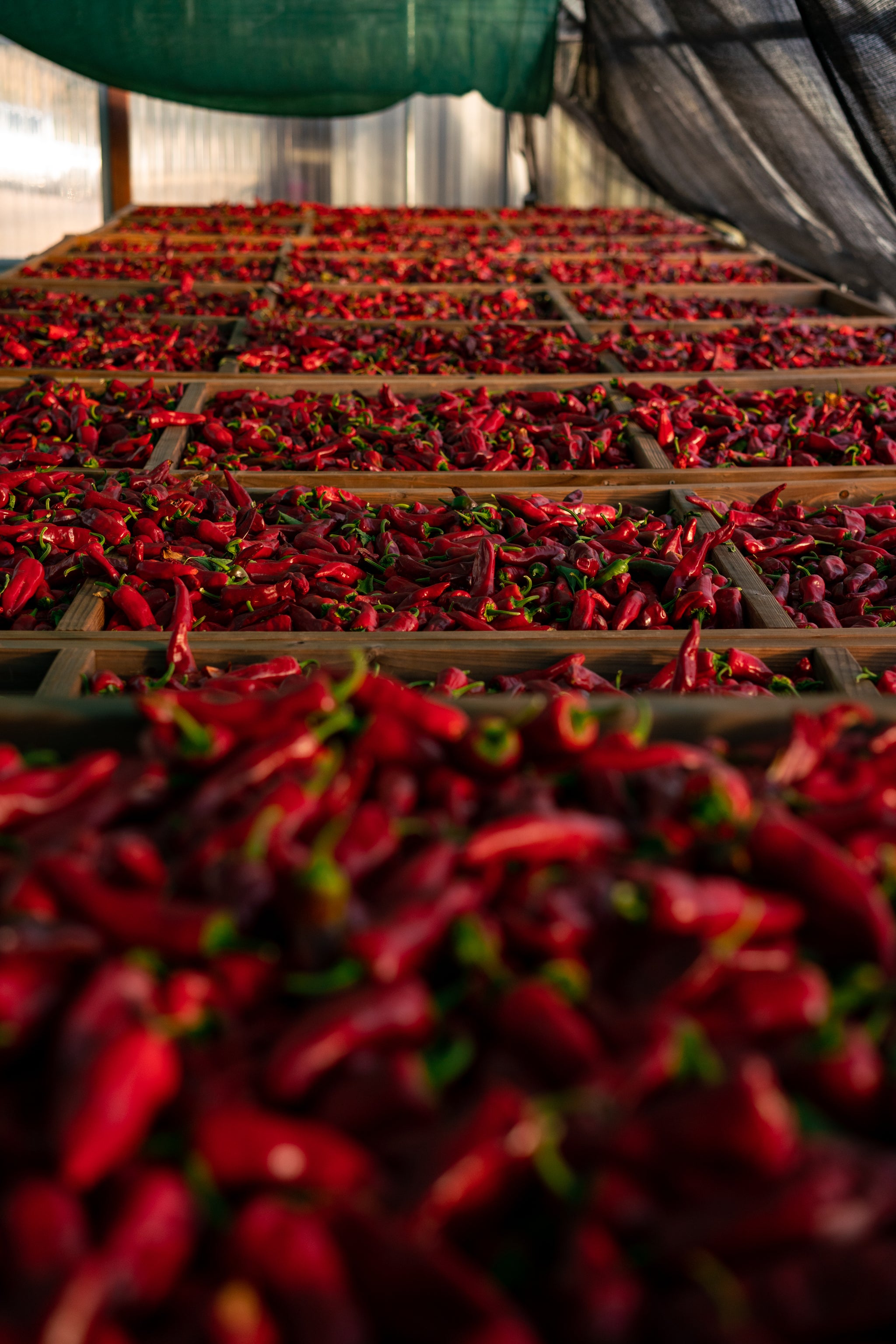 Bio Aroma Chili Pepper 100ml 2本セット Mama Liang's Chili Duo 辣椒油組 | MAMA LIANG'S
