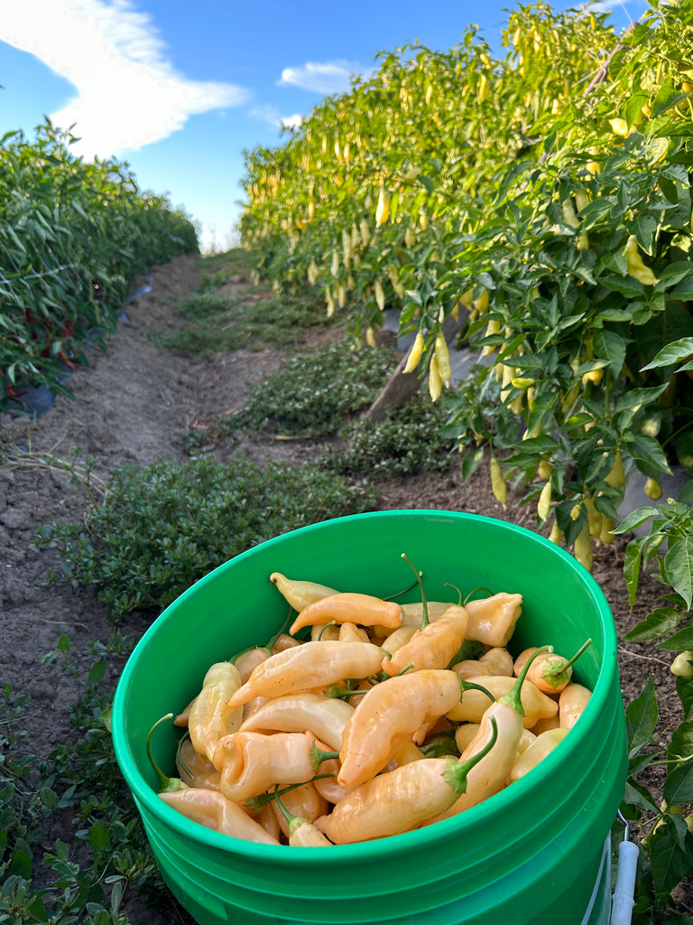 bucket of harvested sugar rush peach chile peppers